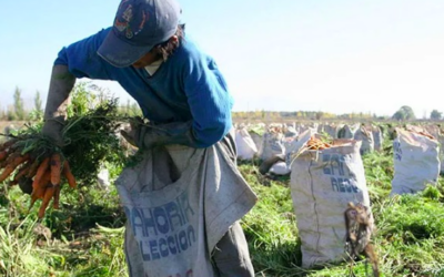 INFORME TECNICO DESARROLLO CON INCLUSION SOCIAL Capacitación y apoyo a sectores rurbanos cooperativos